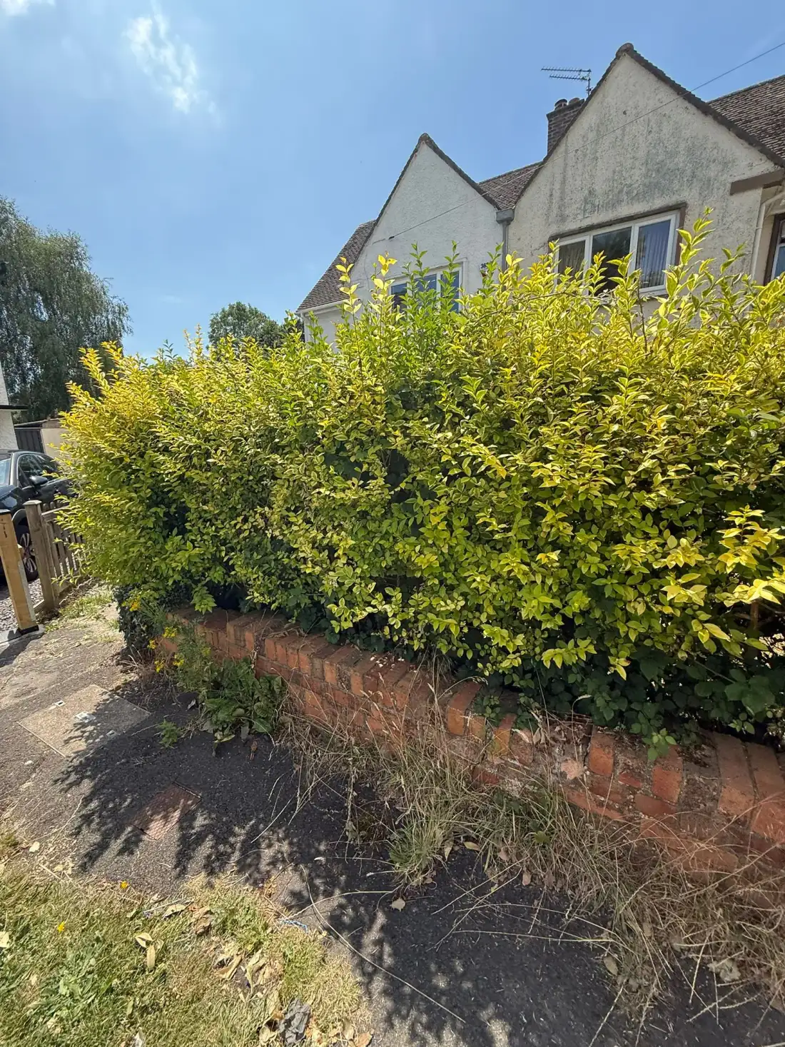 Tall hedge along a front garden boundary